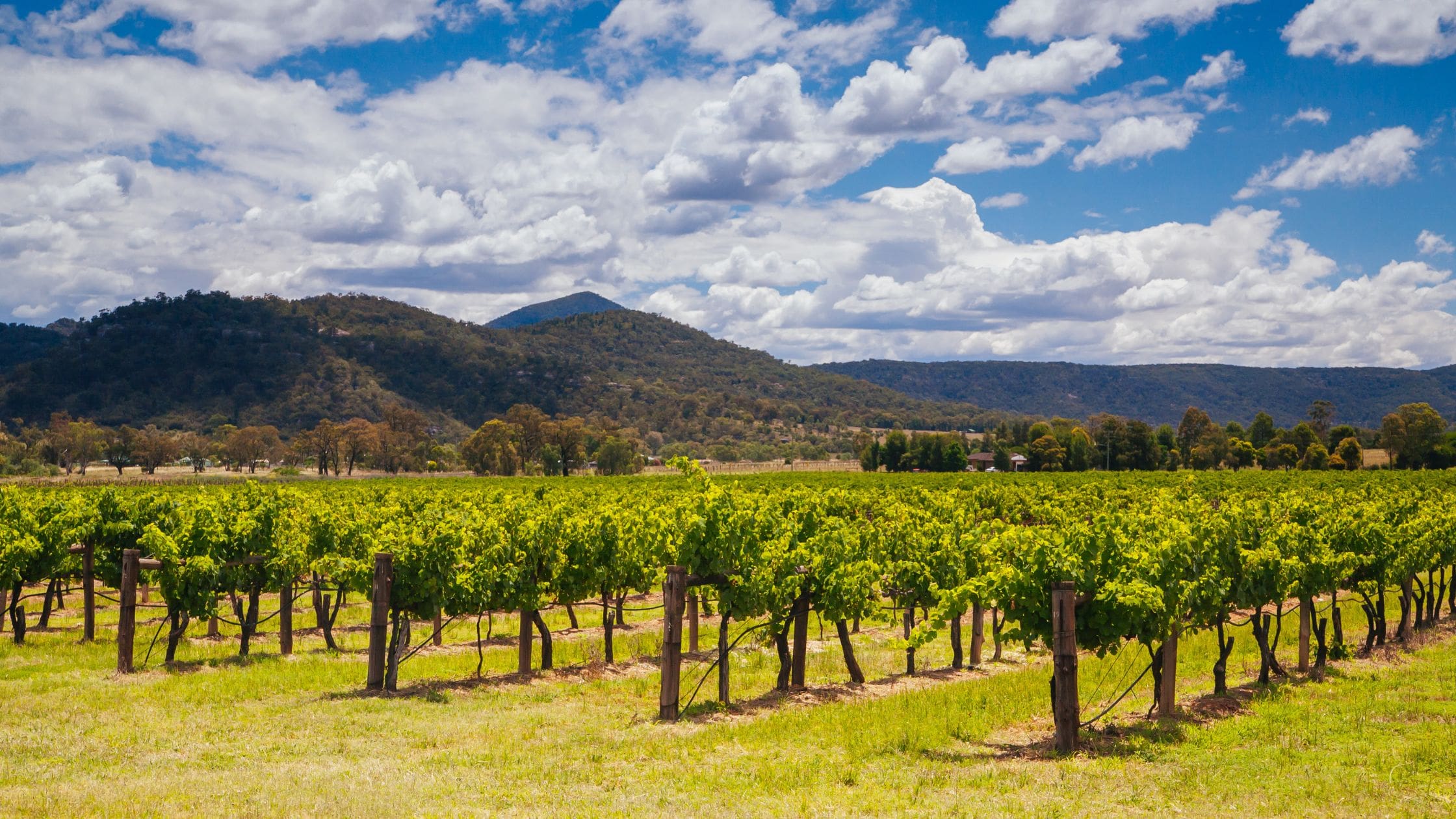 Hunter Valley vineyards.