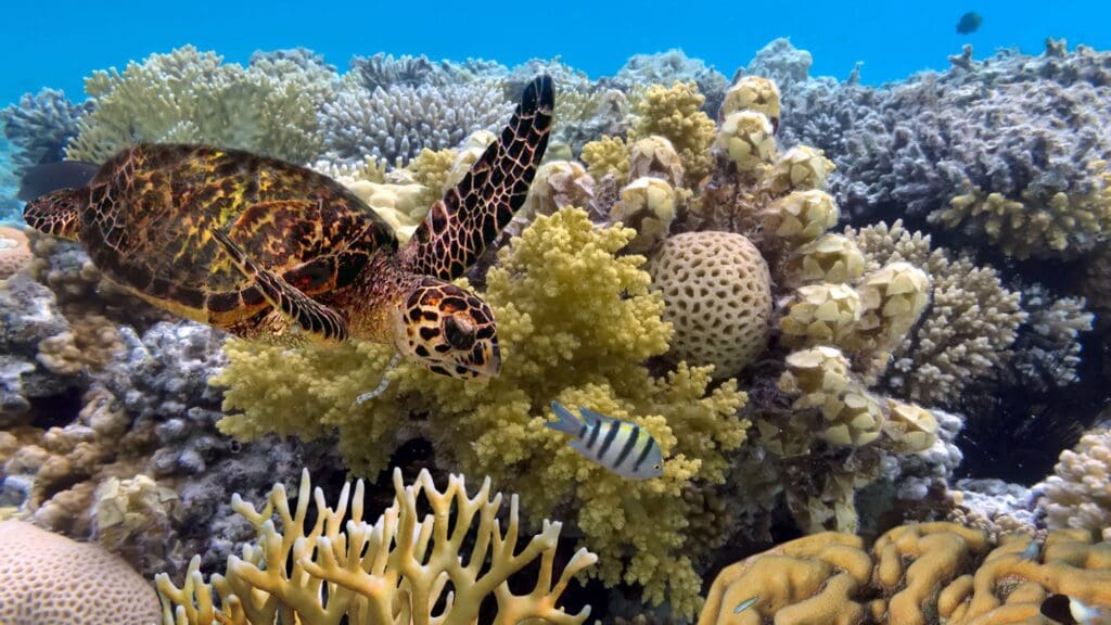 Great Barrier Reef